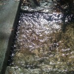 Cave Springs