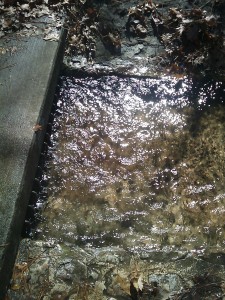 Cave Springs