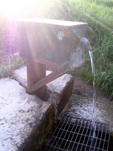 Elmvale Spring