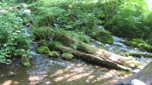 Wahkeena Springs