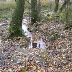 Zum Erlenborn Spring
