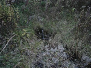 Wilson Spring Wilson Spring